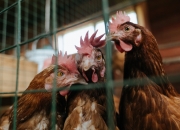 -教科书般的防守艺术，阿克一役定义现代防守，拜仁3-0完胜拉齐奥强势晋级