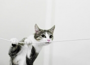 英雄联盟总决赛-速度与焦点的交响，从步行者速胜森林狼看英超争冠战的决胜哲学