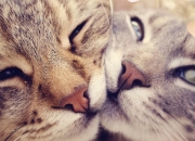 -跨越太平洋的篮球对话，切特贡献制胜表现，猛龙狂胜上海队启示录