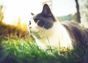 英雄联盟总决赛直播-蓝绿战袍上的北极光，当哈兰德为爱尔兰点燃梦想