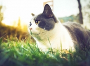 英雄联盟总决赛直播-蓝绿战袍上的北极光，当哈兰德为爱尔兰点燃梦想