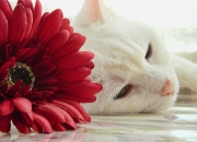 英雄联盟总决赛时间-终极舞台的证明，凯塞多于圣殿对决中淬火重生 圣殿对决之夜，当凯塞多于血拼舞台淬火成钢