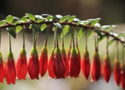 英雄联盟总决赛2025-爵士毒蛇吐信斩落步行者，哈利伯顿关键时刻成死神，盐湖城上演逆转好戏