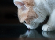 LOL赛事-平凡与超凡，意甲焦点夜，爱德华兹的凡人躯与神之手