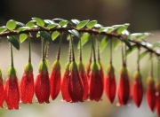 英雄联盟总决赛赛程-篮球江湖暗战，当芝加哥野性收割上海滩，凯文·克莱的杀器哲学如何一锤定音？