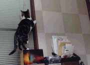 英雄联盟总决赛时间-攻防一体，当拉梅洛·鲍尔化身转换核心，篮网末节风暴如何席卷灰熊