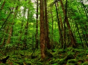 英雄联盟总决赛时间-静默引力场，武切维奇如何用不声张的统治力捕获太阳