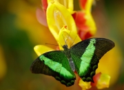 英雄联盟总决赛赛程-米切尔闪电三连击，让欧冠淘汰赛提前进入垃圾时间