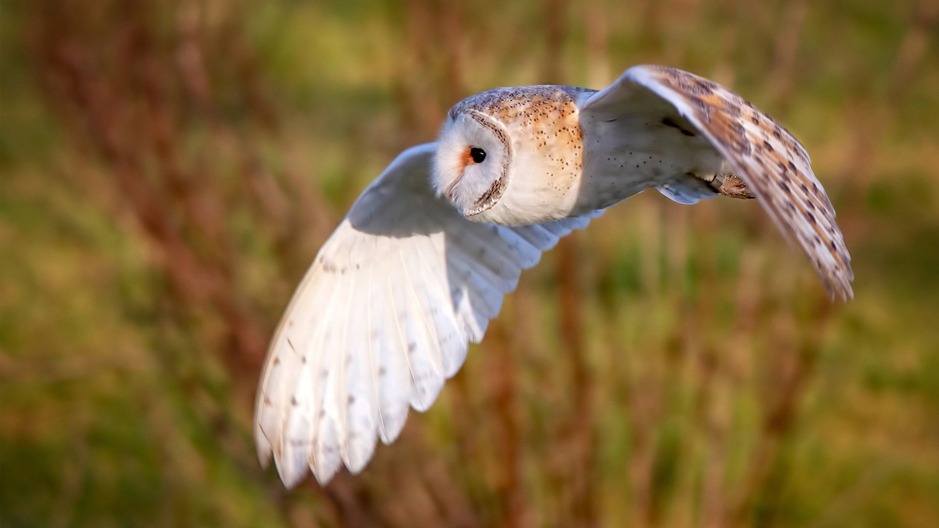 美加墨世界杯焦点战,厄瓜多尔战术压制,AC米兰风格面临终极考验