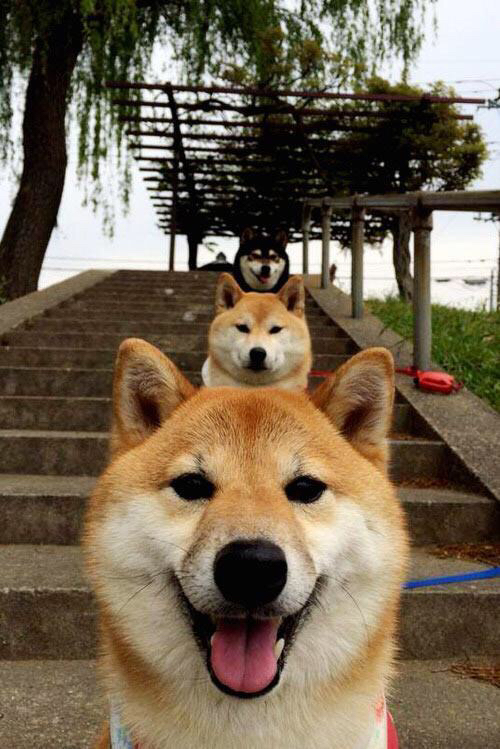 钢铁洪流,武切维奇单点爆破,深圳队以整体冲垮山西