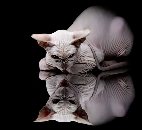 终极舞台的证明，凯塞多于圣殿对决中淬火重生 圣殿对决之夜，当凯塞多于血拼舞台淬火成钢