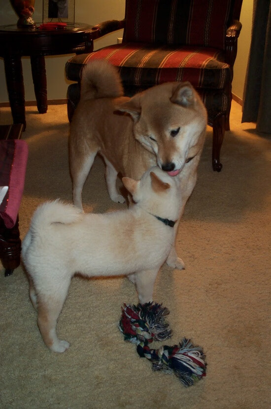 跨界热血,美加墨世界杯焦点战前夕,掘金队友谊赛碾压上海队引爆全球体育狂潮