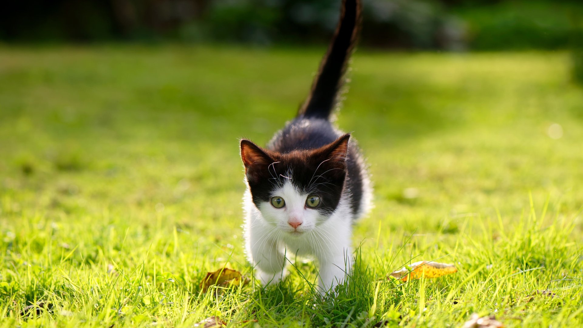 最冷血的刀，最优雅的舞，39岁杜兰特客场射落独行侠，诠释何谓真正关键先生