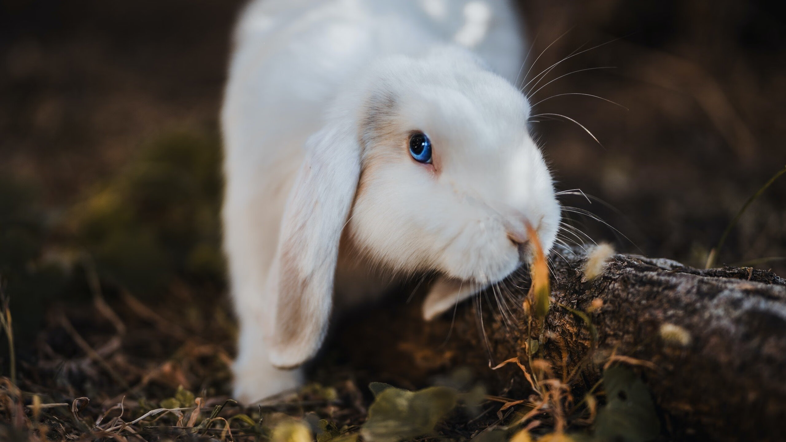 篮球双星夜,广厦队生死战逆转独行侠,爱德华兹欧冠决赛封神