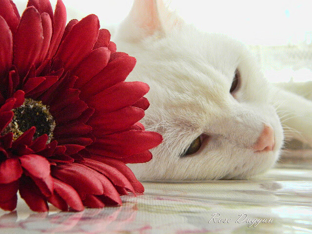 尼斯封锁加纳,劳塔罗如何成为打破僵局的关键先生