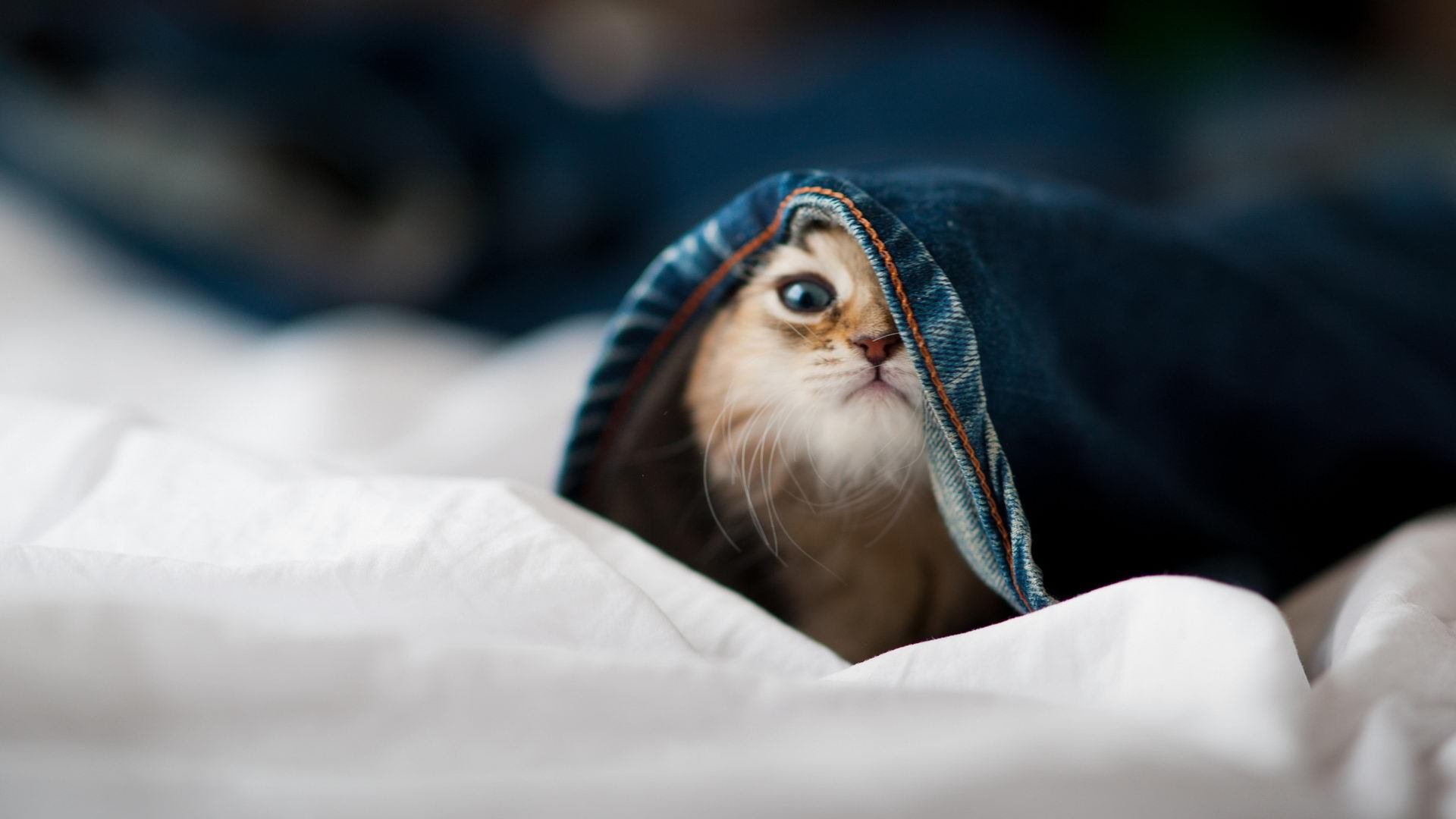 被遗忘的完美，坎特在NBA总决赛之夜