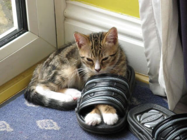 绿白之梦,当贝蒂斯遭遇塞内加尔,基耶萨绘就冠军画卷