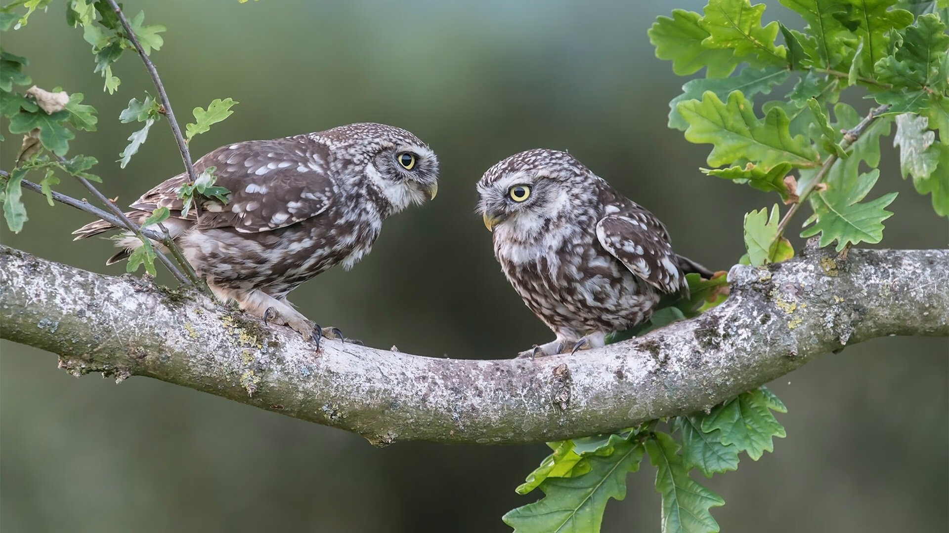 赛场如棋局，恩佐一人执子，韩国三步将死南美豪强智利