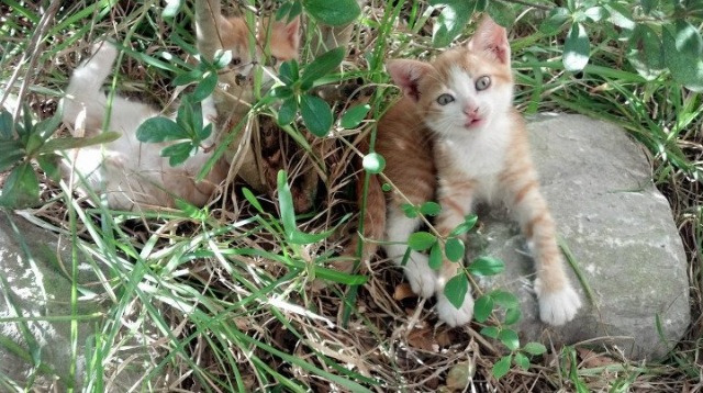 雷霆万钧破魔术，马克西封神之夜，从孤胆英雄到团队灵魂的跨越