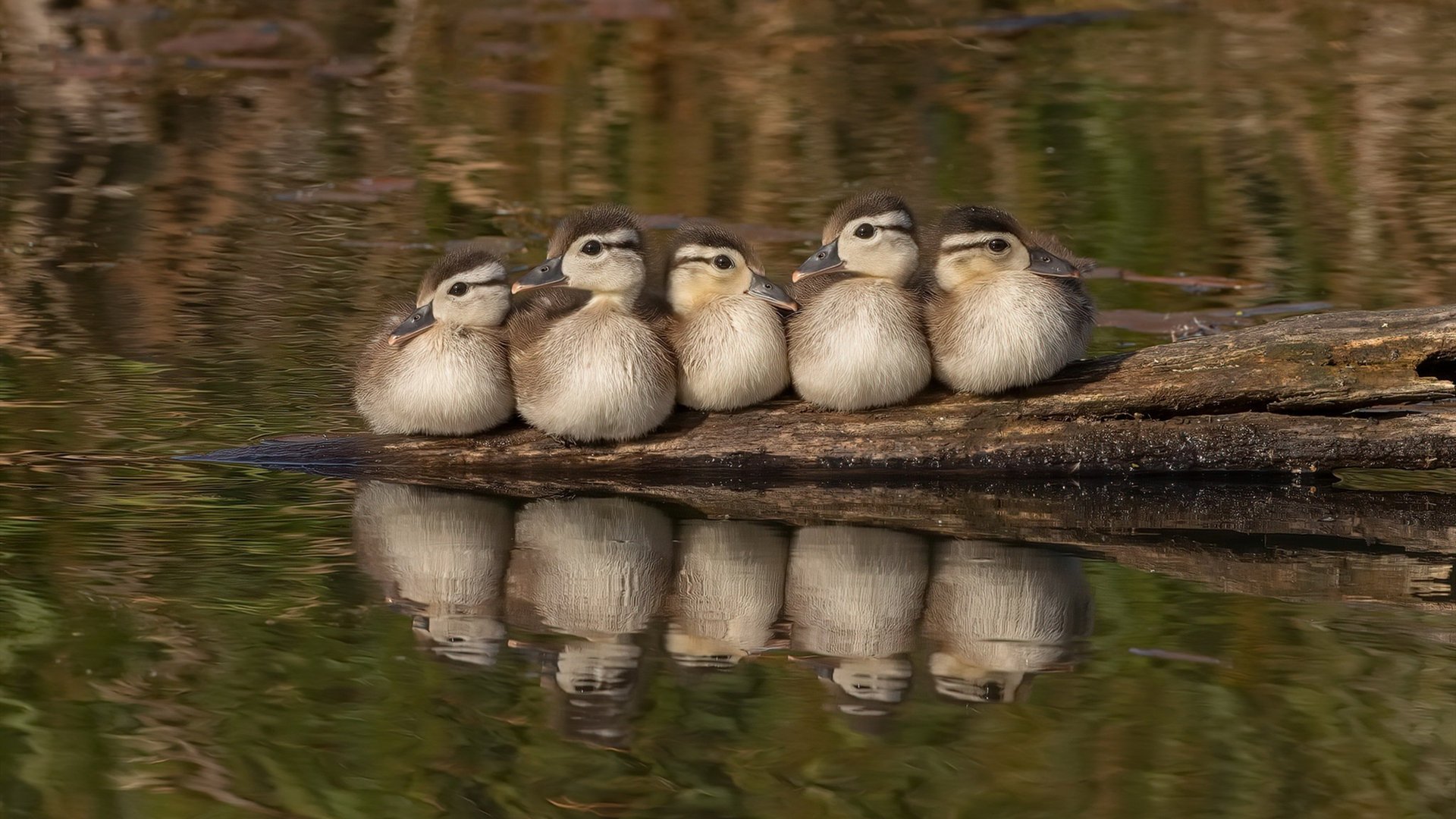 恩佐点球定乾坤，苏格兰绝境逢生，一场载入史册的生死战