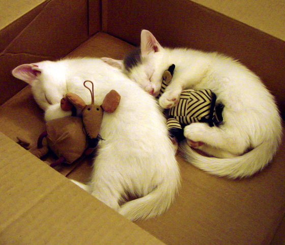 金字塔前的征服，阿什拉夫一役封神，马赛谱写埃及客场唯一史诗